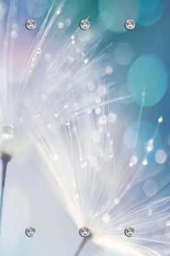 queence Garderobenleiste »Dandelion« Wand Garderobe, Pflanze, Pusteblume, platzsparend