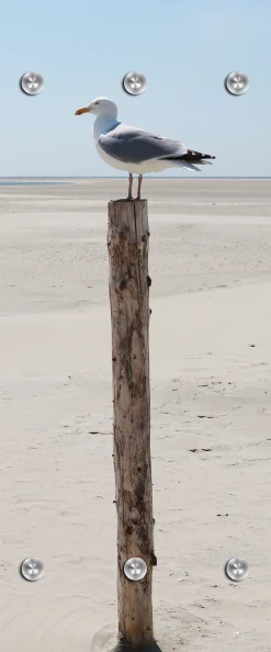 queence Garderobenpaneel »Wandgarderobemit Motiv Foto einer Möwe am Meer inkl. Edelstahlhaken« 1 Stk. tlg. HD Premium Druck auf Acrylglas