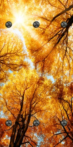queence Wandgarderobe »Herbst Sonnenaufgang im Wald« 1 Stk. tlg. Wandpaneel aus Acrylglas inkl. 6 Edelstahlhaken in schwarz matt