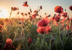 queence XXL-Wandbild »Akustikbild Mohn Mohnfeld bei Sonnenaufgang« Bilder vom Sonnenuntergang & -aufgang | Blumen | Blumenbilder | Blumenwiese | Felder | Natur | Pflanzen | Pflanzenbilder